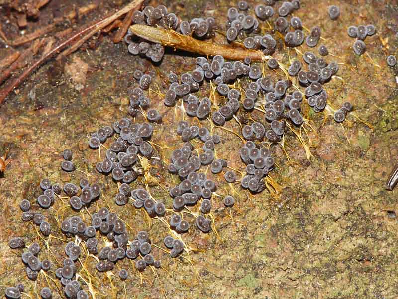 Badhamia utricularis